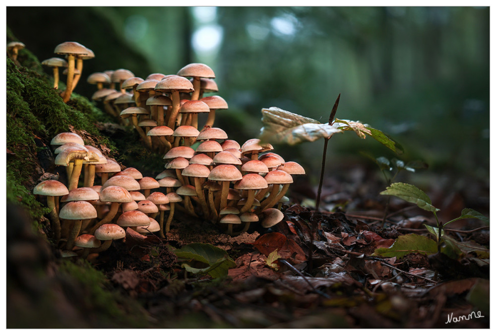 Grünblättrige Schwefelkopf
ist ein weit verbreiteter und überall sehr häufiger Pilz in den Wäldern Europas. Er wächst oft in großen Büscheln an totem Laub- und Nadelholz, vor allem an Baumstümpfen; das Substrat kann auch vergraben sein, so dass es nicht gleich als solches erkennbar ist. Er ist vor allem an Holz von Kiefer und Rotbuche zu finden. lt. Wikipedia
Schlüsselwörter: 2025