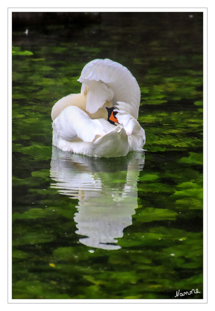 Höckerschwan
Er ist in Mitteleuropa weit verbreitet und brütet an zahlreichen Gewässertypen, auch in Parks und an künstlich angelegten Seen. Der Höckerschwan ernährt sich vor allem von Wasser- und Sumpfpflanzen, man sieht ihn aber auch auf jungen Rapsfeldern. lt. Nabu
Schlüsselwörter: 2025