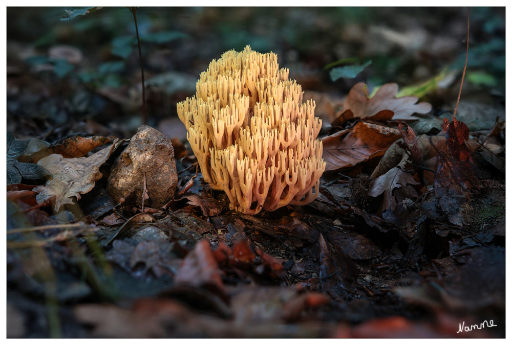 Korallenpilz
Einige Arten der Korallen wachsen am Nadelwaldboden im Unterholz. Die Büschel sind meistens in Hexenringen angeordnet und ab Spätherbst bis in den Winter zu finden. Andere Arten stehen auf Baumstümpfen oder dem Erdboden in Laub- und Nadelwäldern, vom Hochsommer bis in den Herbst. lt. Wikipedia
Schlüsselwörter: 2025
