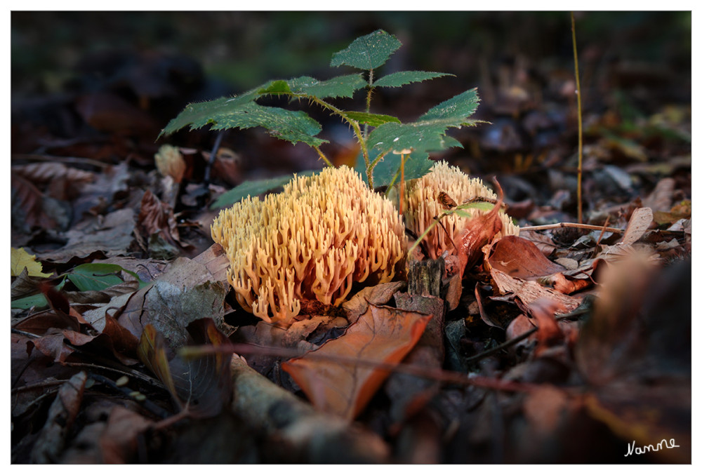 Korallenpilze
Als Korallen (Ramaria) werden neben den gleichnamigen Meereslebewesen auch die Pilzarten mit strauchartig verzweigten Fruchtkörpern aus der Familie der Schweinsohrverwandten bezeichnet.
Die Höhe der Fruchtkörper der Korallen ist von Art zu Art verschieden, jedoch werden sie selten höher als 15–20 cm. lt. Wikipedia
Schlüsselwörter: 2025