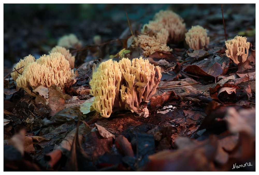 Korallenpilze
 „Korallenpilz“ ist kein Begriff aus der Systematik, er bezeichnet lediglich eine besondere Wachstumsform der Fruchtkörper.
Koralloides Wachtum bedeutet, die Fruchtkörper sind mehr oder weniger
stark verästelt und die Sporen werden nicht über ein Hymenophor freigesetzt, sondern direkt auf dem Fruchtkörper gebildet.
Die Form dient dazu, die Sporen auf einer möglichst großen Oberfläche
freizusetzen. lt pilzeaugsburg

Schlüsselwörter: 2025