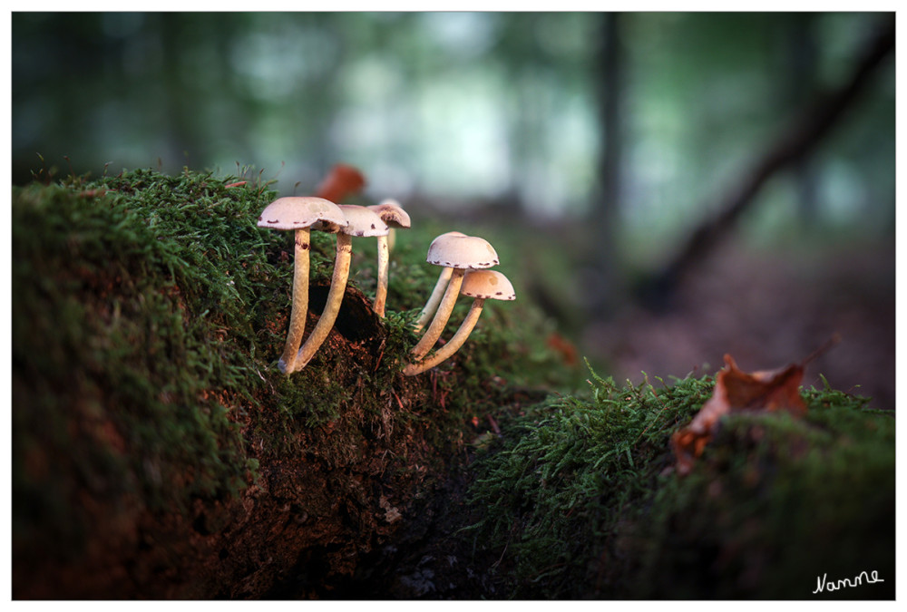 42 - Pilze im Wald
Schlüsselwörter: 2025