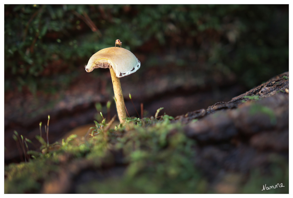 Pilz 
mit Besucher
Schlüsselwörter: 2025
