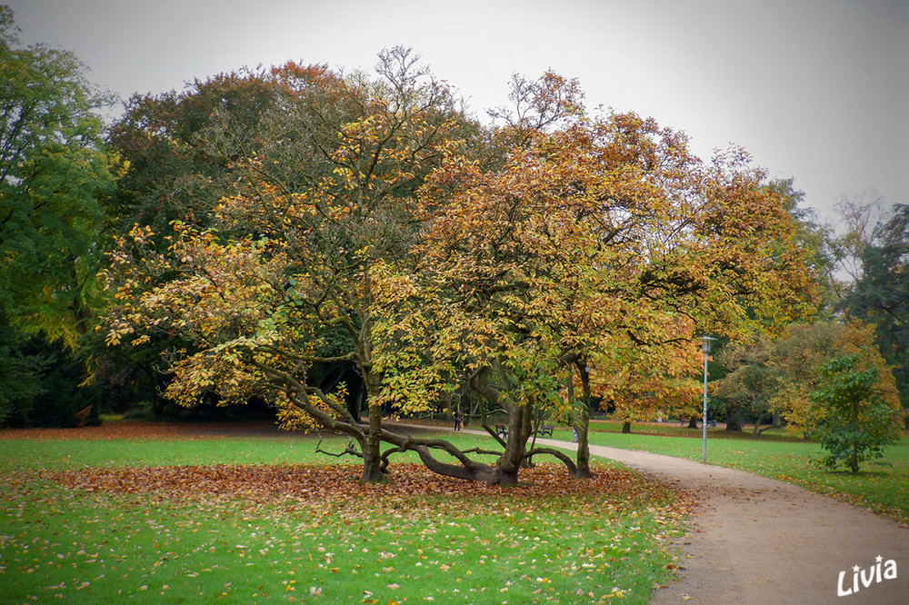 Herbstweg
Der Volksgarten in Düsseldorf ist eine Parkanlage aus dem späten 19. Jahrhundert, welche seit 1987 in den Südpark integriert ist. Elegante Alleen, romantische Weiher, dichtes Buschwerk und weite Wiesen - für viele Besucher ist der Volksgarten der schönste und beliebteste Teil der 70 Hektar großen Anlage im Düsseldorfer Süden. lt. q-park
Schlüsselwörter: 2025