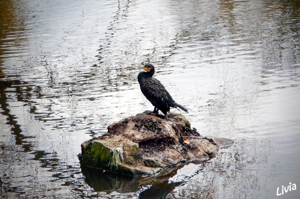 Kormoran
Die Nahrung besteht fast ausschließlich aus kleinen bis mittelgroßen See- und Süßwasserfischen, diese werden lebend erbeutet. Seltene Zufalls- oder Gelegenheitsbeute sind andere an Wasser gebundene Tiere wie Krabben und große Garnelen, sehr selten wurden Bisamratten und Küken der Brandente als Beute nachgewiesen. lt. Wikipedia
Schlüsselwörter: 2025