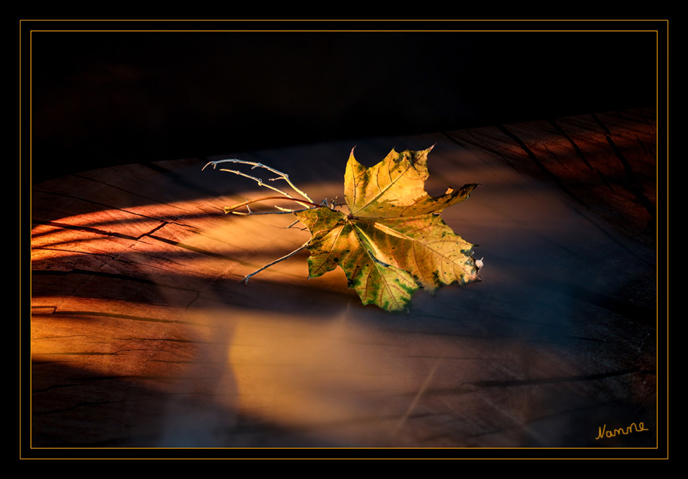 Nur ein Blatt 
mit seinen besonderen Farben
Schlüsselwörter: 2025