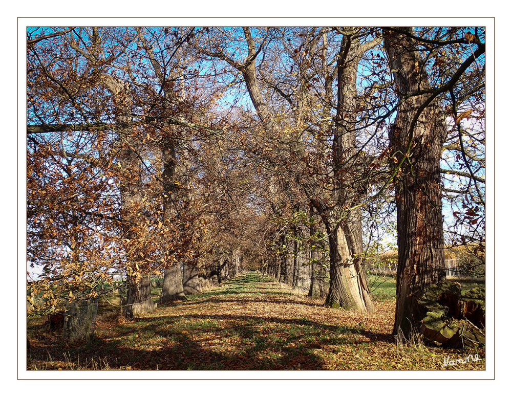Alte Kastanienallee
Die Allee verbindet Schloss Dyck mit dem Nikolauskloster. Sie wurde 1811 angelegt und ist damit eine der ältesten Edelkastanienalleen in Deutschland. Von den ursprünglich 224 angepflanzten Kastanien sind heute noch ca. 180 vorhanden. Aus Gründen der Verkehrssicherung ist die Allee eingezäunt. Die Edelkastanien (Castanea sativa Mill.) befinden sich in einem fortgeschrittenen Alterungsstadium und sind reich an ökologisch wertvollen Totholzvorkommen sowie teils großräumigen Baumhöhlen. lt.kuladig
Schlüsselwörter: 2025
