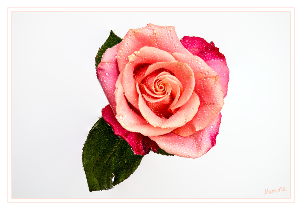 48 - Nasse Rose
Schlüsselwörter: 2025