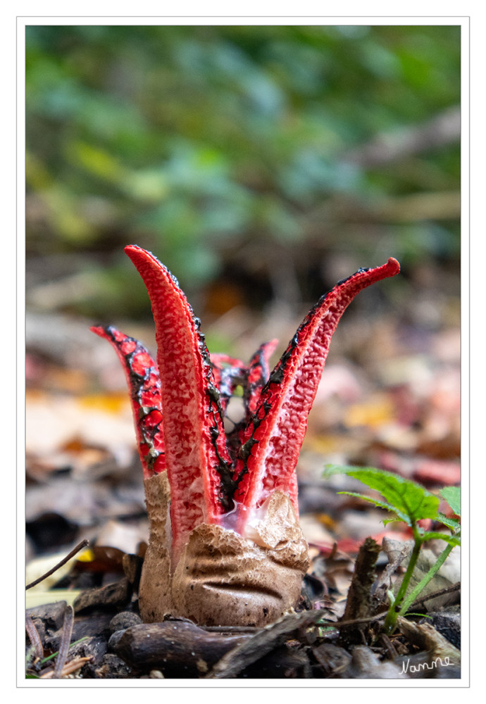 Tintenfischpilz
Doch bevor die knallroten, manchmal auch rosa „Tentakel“ sichtbar werden, sind sie gut versteckt: in einem „Hexenei“. Der ungeöffnete Fruchtkörper wächst zunächst als kugeliges, cremefarbenes Hexenei. Bei günstiger Witterung beginnt das Hexenei aufzubrechen und der Fruchtkörper des Tintenfischpilzes wächst aus dem Hexenei heraus. lt.rp-online
Schlüsselwörter: 2025