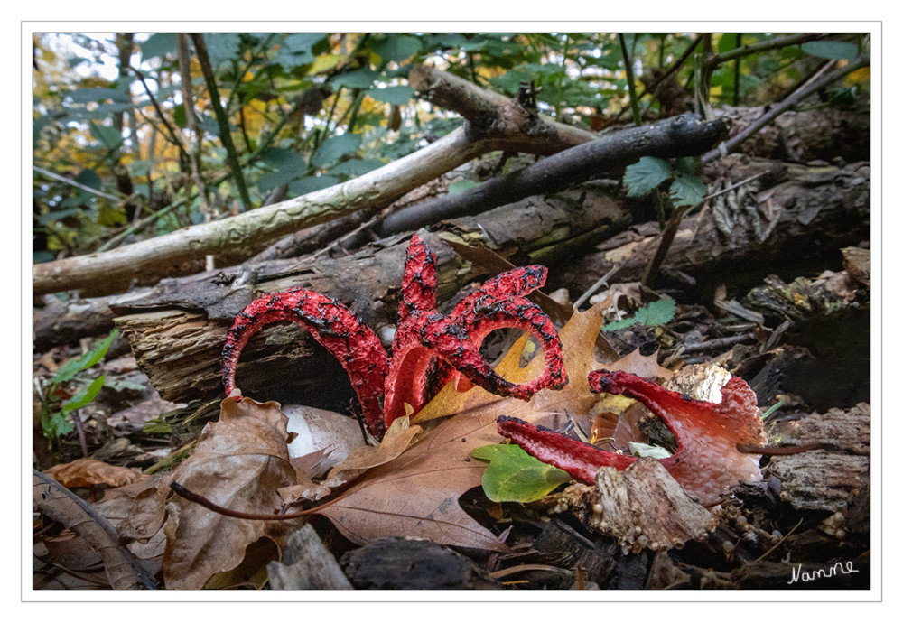 Tintenfischpilz
(Clathrus archeri, Syn.: Anthurus archeri), auch Tintenfisch-Gitterling, Krakenpilz oder Krakenarmpilz genannt, ist eine Pilzart aus der Gattung der Gitterlinge (Clathrus) und ein enger Verwandter des Roten Gitterlings
Nach Europa gelangte er mit Woll- oder Militärtransporten. Als Erstfund in Europa wird 1913 in den Vogesen bei La Petite-Raon angegeben. In Deutschland wurde er zum ersten Mal 1934 bei Karlsruhe gefunden. lt. Wikipedia
Schlüsselwörter: 2025