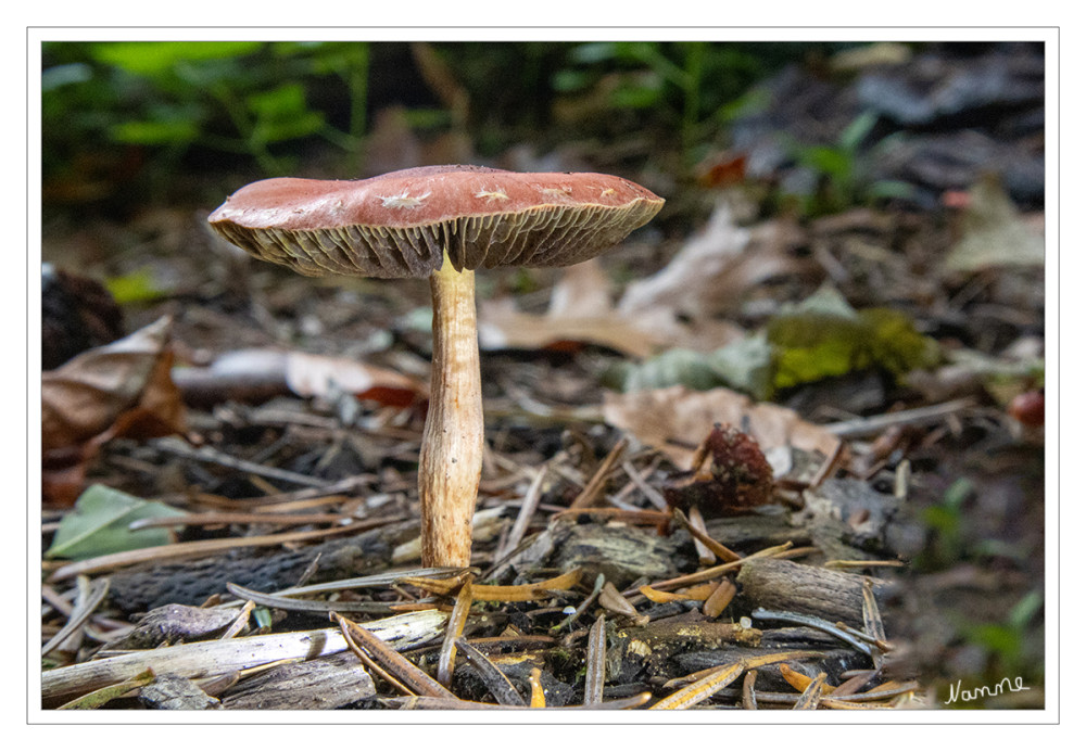 Unbekannter Pilz
Schlüsselwörter: 2025