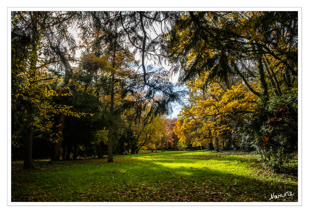 Herbstzauber
Der „Indian Summer“ vor unserer Haustür lädt zu ausgedehnten Spaziergängen in der Natur ein. Aber nicht lange können wir die herrlichen Farben des goldenen Herbstes genießen. Bald fallen die Blätter, und dann ist es mit der Pracht schon wieder vorbei.
Das Abwerfen der Blätter ist ein durch Abnahme von Tageslänge und Temperatur induzierter und durch Phytohormone gesteuerter Vorgang. Nach neueren Forschungen scheint dabei das Gas Äthylen als hormoneller Wirkstoff im Spiel zu sein. lt. Nabu
Schlüsselwörter: 2025