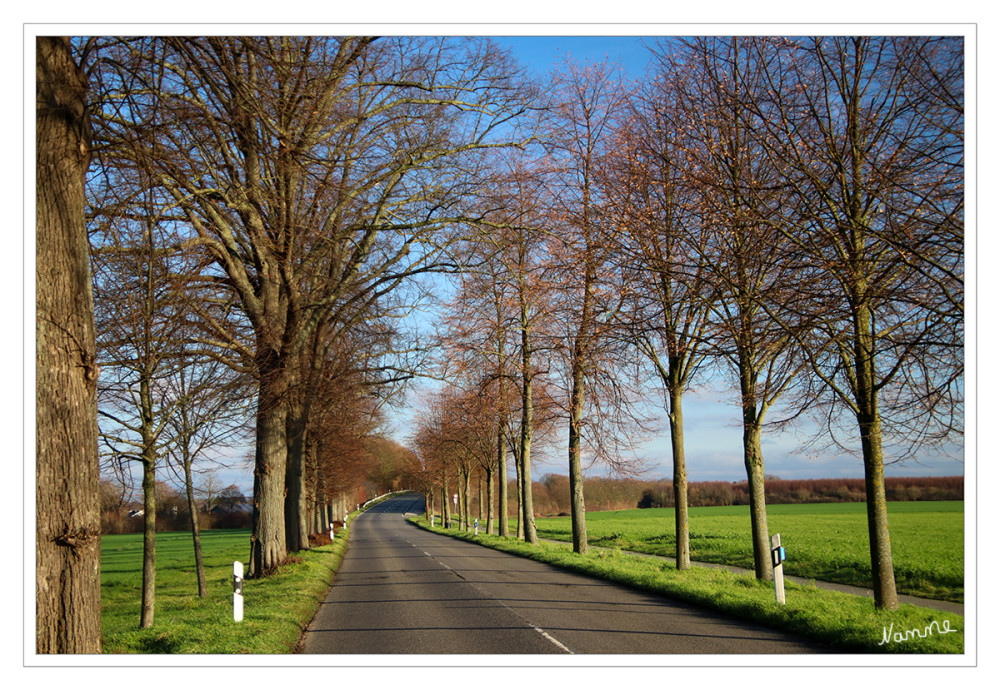 51 - Allee im Dezember
Schlüsselwörter: 2025