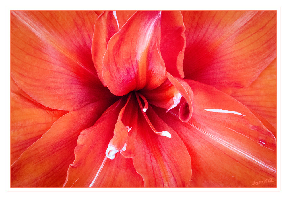 Ganz nah ran
Amaryllis ist eine Pflanzengattung aus der Familie der Amaryllisgewächse (Amaryllidaceae). Die nur zwei Arten sind in Winterregen-Gebieten des südlichen Afrika verbreitet. Bei der im Gartenhandel insbesondere zur Advents- und Weihnachtszeit verkauften „Amaryllis“ handelt es sich nach heutiger botanischer Systematik um die Gattung Hippeastrum (Rittersterne). lt. Wikipedia
Schlüsselwörter: 2025