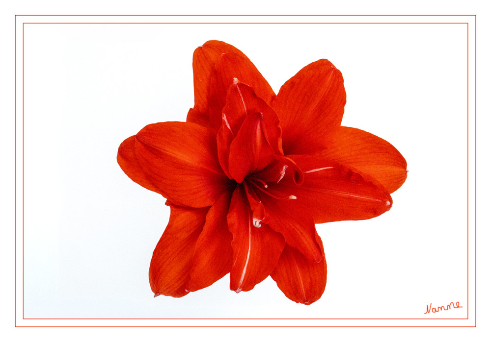 Amaryllis
Die Gattung Amaryllis war ursprünglich von Carl von Linné weit breiter gefasst worden als heute. Umgangssprachlich und auch im Pflanzenhandel werden aber auch heute noch weitere Arten der früheren Großgattung als Amaryllis bezeichnet, insbesondere die aus Südamerika stammenden Arten der Rittersterne (Hippeastrum). Der Gattungsname Amaryllis (altgriechisch Ἀμαρυλλίς) ist vom Namen einer Schäferin (Nymphe) aus den Eclogae (10 Hirtengedichte) Vergils abgeleitet. lt Wikipedia
Schlüsselwörter: 2025