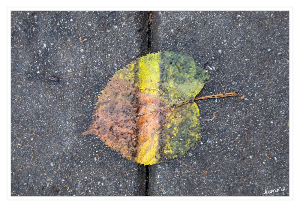 Farbenfroh
Dieses Blatt/Blätter lagen verstreut auf dem Gehweg rum. Durch die Nässe wirkten sie wie aufgeklebt
Schlüsselwörter: 2025