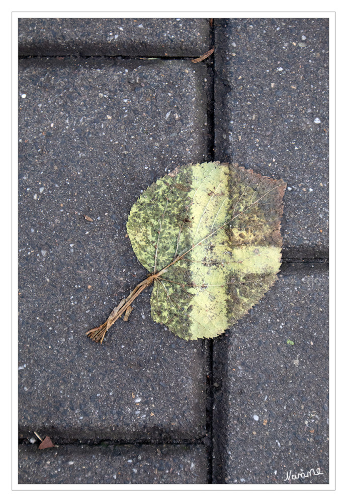 Ein besonderes Blatt
welches versucht sich der Umgebung anzugleichen
Schlüsselwörter: 2025