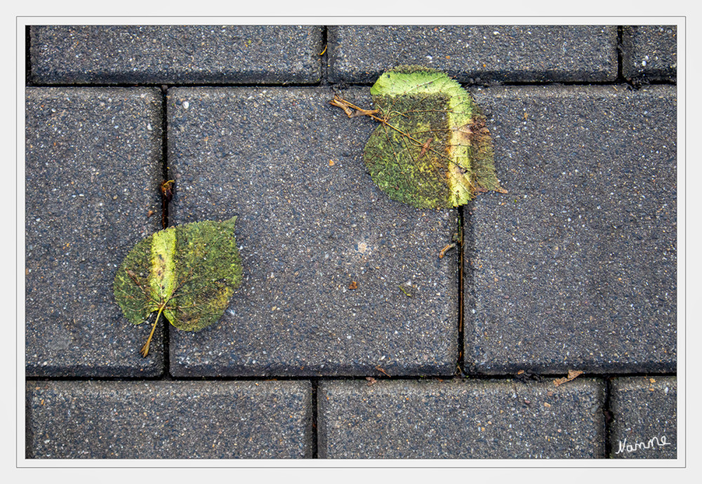 Blätter auf dem Gehweg
Schlüsselwörter: 2025