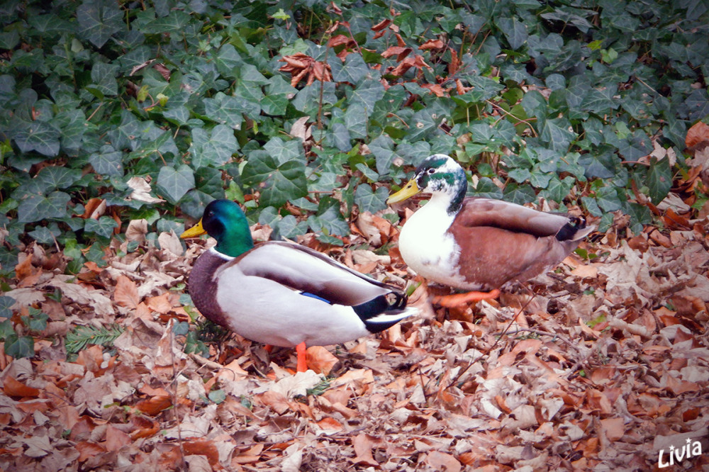 Eine besondere Ente
In Düsseldorfer Parks, insbesondere im Hofgarten, gibt es eine hohe Anzahl an Enten-Mischlingen, sogenannten Fehlfarbenen Stockenten
Diese entstehen durch Kreuzungen mit Hausenten, was zu Gefiederabweichungen führt. Tierschützer 
Schlüsselwörter: 2026