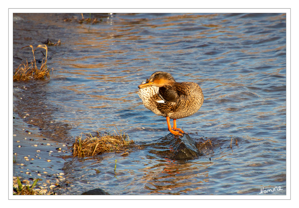 Ich bin so kuschelig
Eine weibliche Ente wird einfach als Ente oder in der Ornithologie auch als Henne bezeichnet, während das Männchen Erpel oder Enterich heißt; weibliche Enten haben meist ein unauffälligeres, braun-gesprenkeltes Tarngefieder, um ihre Nester zu schützen, aber bei der Stockente erkennt man den Unterschied auch am Schnabel: gelb beim Männchen, orange-grau beim Weibchen. lt KI
Schlüsselwörter: 2026