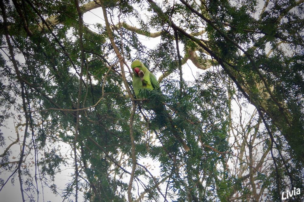 Halsbandsittich
In Düsseldorf gibt es wild lebende Papageien. Der grün gefärbte Halsbandsittich ist vor allem in der laublosen Jahreszeit kaum zu übersehen und konnte sich in Düsseldorf erfolgreich vermehren. Seit der ersten Sichtung einiger weniger Halsbandsittiche im Jahr 1983 ist ihre Zahl auf etwa 800 angewachsen. Unter anderem im Volksgarten und im Südpark können das ganze Jahr über Tiere beobachtet werden. lt.myheimat
Schlüsselwörter: 2026