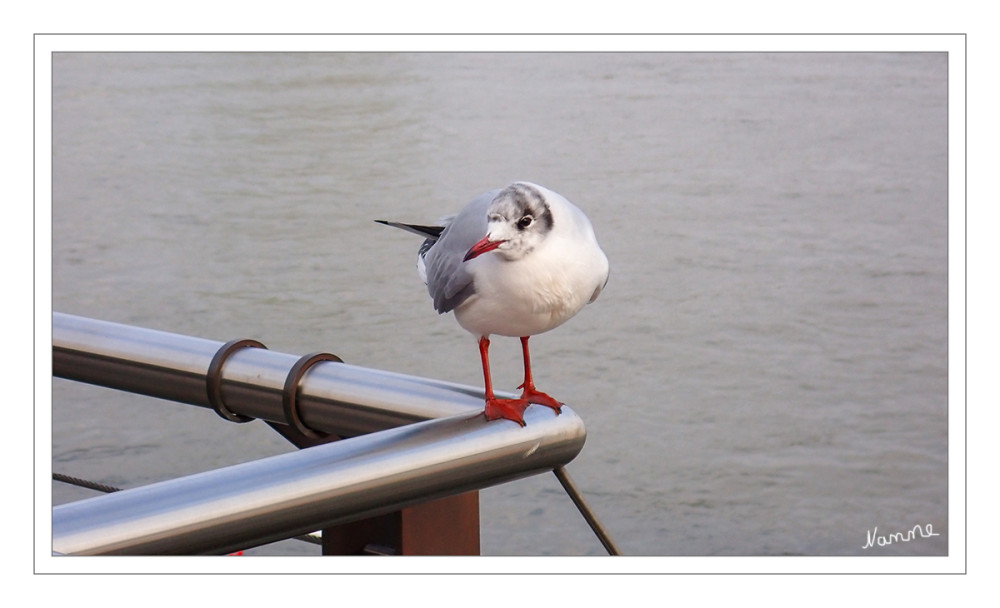 Möwe am Rhein
Die Lachmöwe gehört zu der Gattung Larus und wird etwa 34 bis 43 cm lang. Die Männchen wiegen 250 bis 400 Gramm, die Weibchen sind etwas schlanker mit 250 bis 400 Gramm. Das Gefieder der Lachmöwe ist weiß gefärbt. Die Oberseite der Flügel sind hellgrau und die Spitzen schwarz. Schnabel und Beine sind rot. Der Kopf ist im Winter weiß mit einigen dunkelgrauen Flecken, zur Brutzeit hingegen ist der Kopf dunkelbraun gefärbt. lt. Nabu
Schlüsselwörter: 2026
