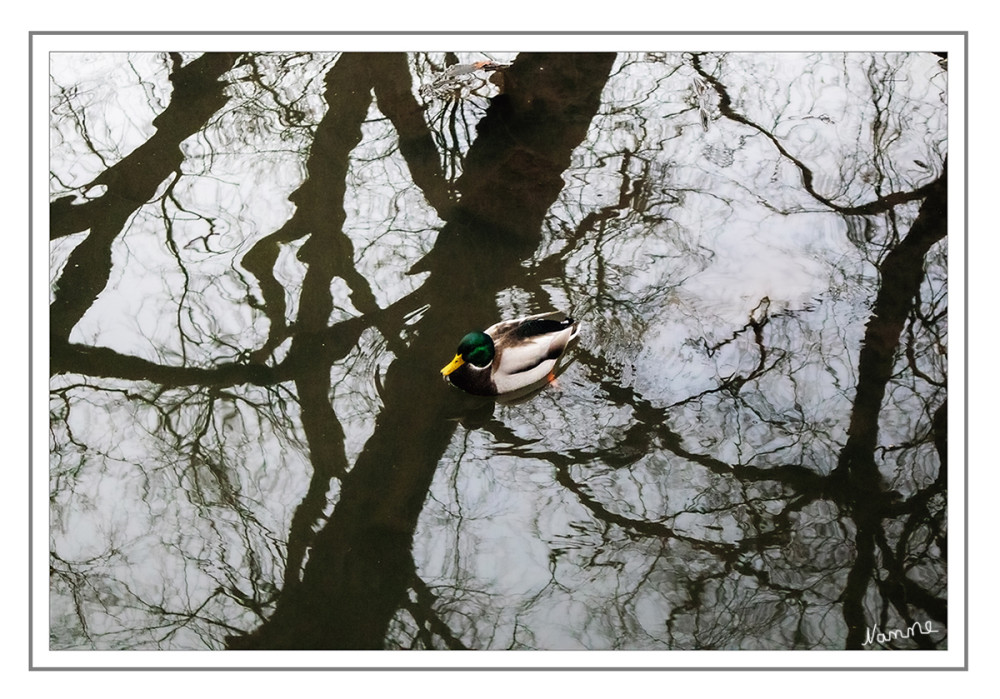 Der einsame Erpel
Erpel oder Enterich werden die männlichen Enten genannt. 
„Erpel“ stammt ursprünglich aus dem Flämischen und bedeutet „von dunkler Farbe“, womit der Enterich nach seiner Federfarbe benannt wurde. Andere Deutungen verweisen auf eine Koseform der Personennamen altsächsisch Erpo und althochdeutsch Erpho ‚der Braune, Dunkle‘, da in niederdeutschen Mundarten Gerd und Aleid (Gerhard und Adelheid) noch heute für „Gänserich“ und „Gans“ genutzt werden. lt. Wikipedia
Schlüsselwörter: 2026