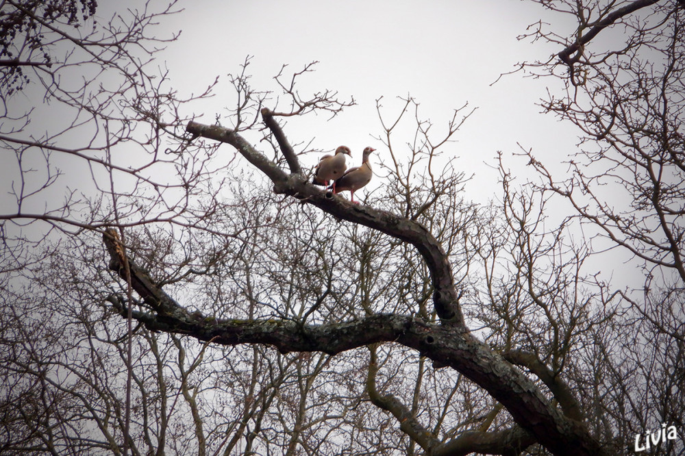 Nilgänse im Baum
Sie verhalten sich meist desinteressiert oder neutral. Nur bei großem Gedrängel auf dem See und vor allem während der Brutzeit können sie territorial werden. Ihre Nester bauen sie sehr flexibel im Röhricht, Felsgestein oder auch in Baumhöhlen. Beide Elternteile beteiligen sich an der Aufzucht der Jungtiere. lt. Nabu
Schlüsselwörter: 2026