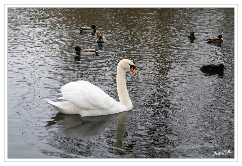 5 - Einsamer Schwan
Schlüsselwörter: 2026