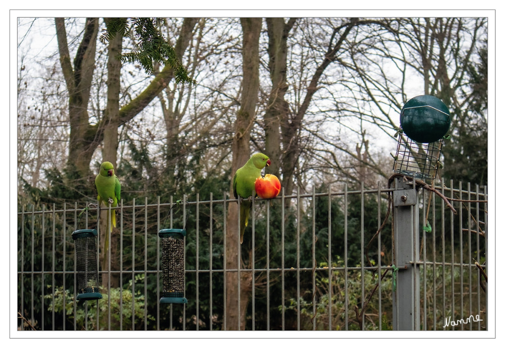 Sittiche in der Stadt
Der Legende nach sind die eigentlich in Asien und Afrika beheimateten Vögel Ende der 1960er Jahren aus einem Kölner Zoo entwichen. Längst sind sie aber echte Düsseldorfer, die ihre Stadt sichtlich lieben – von Bilk bis Kalkum. Das ändert nichts an der Exotik, die ein Schwarm von Halsbandsittichen verströmt, wenn er mit bis zu 70 km/h durch die Straßen schießt. Die Männchen erkennt man übrigens an ihrem schwarzen Halsfedernring, daher der Name. lt.visitduesseldorf
Schlüsselwörter: 2026