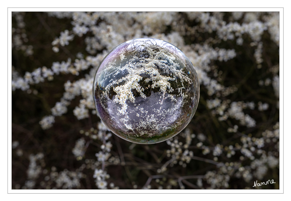 Frühblüher in weiß
Offene Blüten mit fünf weißen Blütenblättern. Mit dieser Beschreibung kommt man beim Frühlingsspaziergang leider nicht sehr weit. Dass zahlreiche Gehölze genau nach diesem Muster verfahren, hat zwei Gründe: Das strahlende Weiß lockt erfolgreich Bestäuber-Insekten an und viele der Arten sind eng miteinander verwandt. lt. Nabu
Schlüsselwörter: 2026