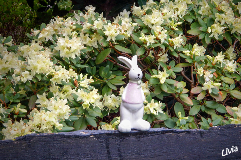 Hasi on tour II
Schlüsselwörter: 2026