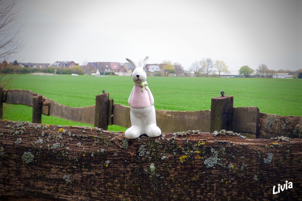 Hasi on tour V
Schlüsselwörter: 2026