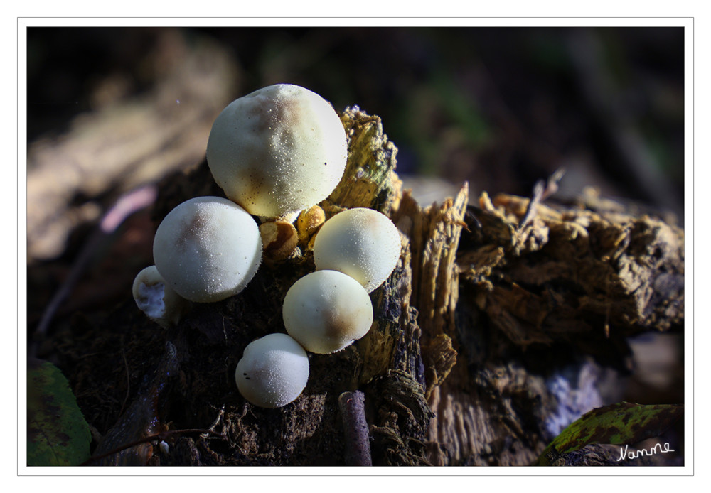 Flaschenstäublinge
Der Flaschen-Stäubling und seine Verwandten zählen jetzt zu den Champignonverwandten (Agaricaceae), die neben Blätterpilzen auch Arten umfassen, die keine Fruchtkörper mit Lamellen ausbilden. lt. Wikipedia
Schlüsselwörter: 2026