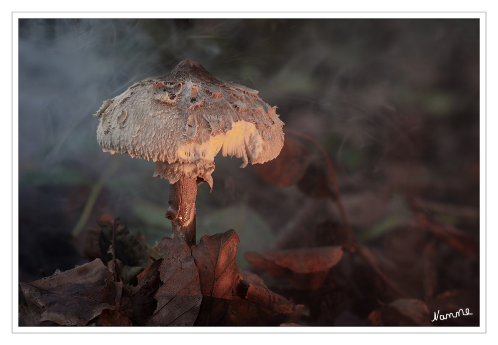 Parasol
Der Gemeine Riesenschirmling, Parasol oder Riesenschirmpilz (Macrolepiota procera) ist eine Pilzart aus der Familie der Champignonverwandten (Agaricaceae). lt.Wikipedia
Schlüsselwörter: 2026