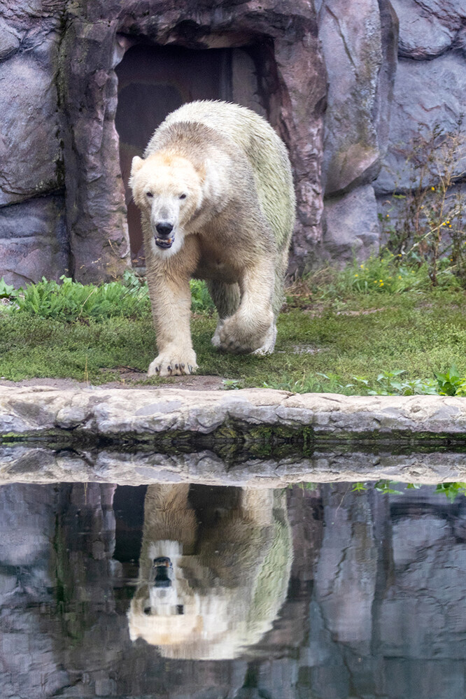 Zoom - Eisbär
Marianne
Schlüsselwörter: ZOOM Erlebniswelt; Gelsenkirchen;