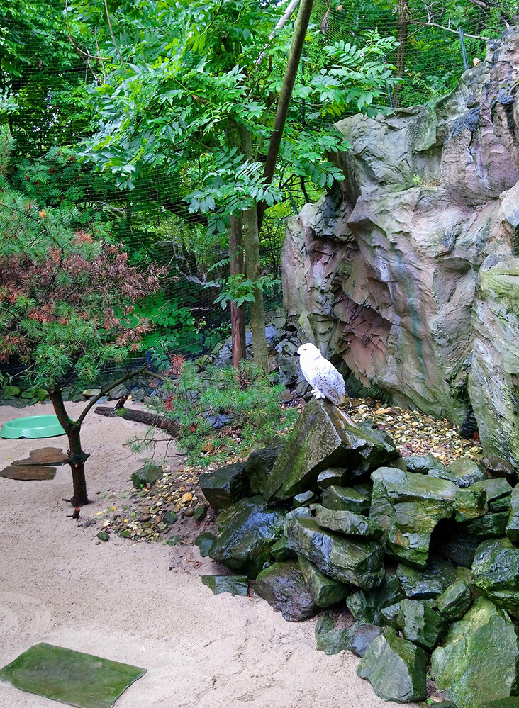 Zoom - Schneeeule
Anna
Schlüsselwörter: ZOOM Erlebniswelt; Gelsenkirchen;