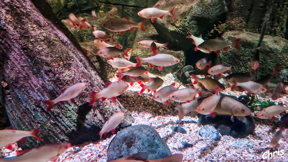 Berliner Impressionen
Hinter den großen Scheiben des Sea Life in Berlin tummeln sich Seepferdchen, Quallen, Clownfische und viele andere Meeresbewohner. In zahlreichen thematischen Aquarien können Besucher den schwimmenden und schwebenden Tieren ganz nah kommen. laut berlin
