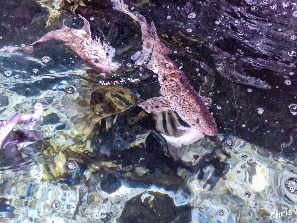 Berliner Impressionen
Hinter den großen Scheiben des Sea Life in Berlin tummeln sich Seepferdchen, Quallen, Clownfische und viele andere Meeresbewohner. In zahlreichen thematischen Aquarien können Besucher den schwimmenden und schwebenden Tieren ganz nah kommen. laut berlin
