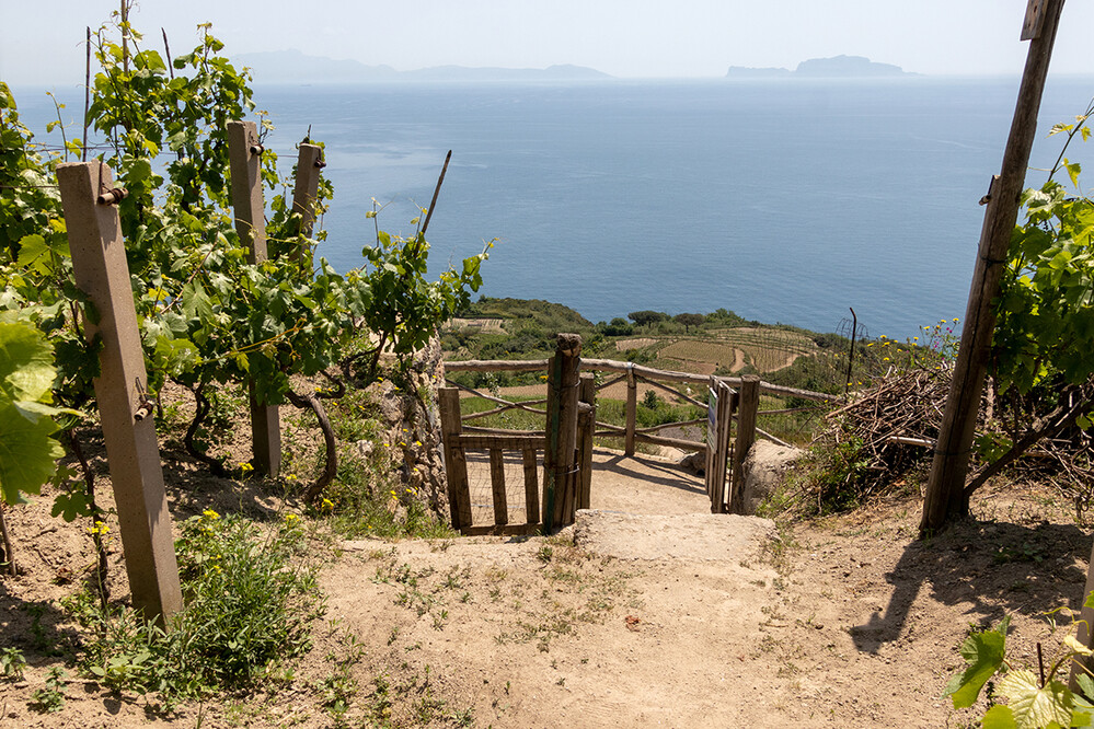 Im Weinberg
Schlüsselwörter: Italien; Ischia