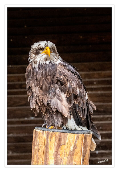 Weißkopfseeadler 
Jungtier - Hellenthal
Die Nester (Horste) baut er wie der Seeadler auf alten Bäumen oder in Felswänden aus dicken Ästen, die Mulde wird mit Moos und Gras ausgepolstert. Alte Horste können bis zu 450 kg schwer sein. Das Gelege umfasst ein bis drei Eier, die Brutzeit dauert 33–36 Tage. Die Jungadler sind nach zehn bis elf Wochen flügge. laut Wikipedia
Schlüsselwörter: Hellenthal; Adler