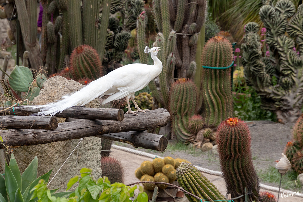 Kakteengarten Giardini Ravino
Der botanische Garten Ravino befindet sich in der Gemeinde Forio und ist für seine große Vielzahl an exotischen und mediterranen Pflanzen in ganz Europa bekannt. Auf einer Fläche von 6.000 Quadratmetern gibt es in den Ravino Gärten mehr als 1500 exotische Palmen, 800 Kakteenarten und mehr als 350 Sukkulenten zu bewundern. laut italien-reiseinformationen
Schlüsselwörter: Italien; Ischia