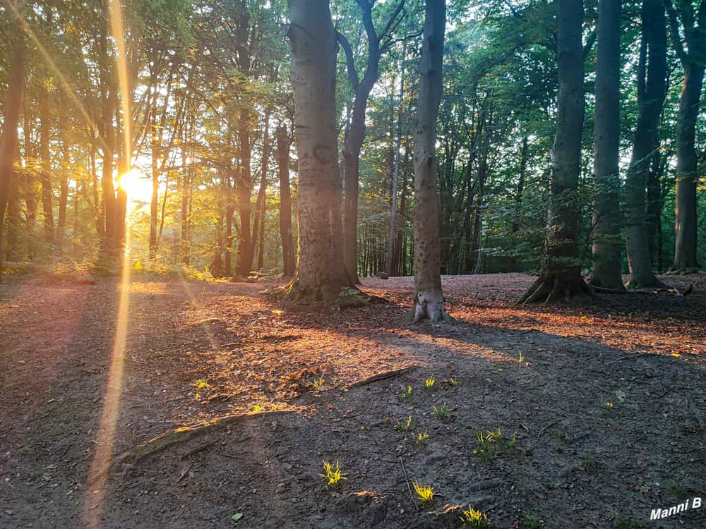 Sonnenuntergang
Im Wassenberger Wald
