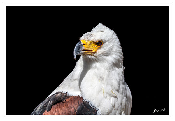 Schreiseeadler
Hellenthal
Der Schreiseeadler (Haliaeetus vocifer) ist ein afrikanischer Greifvogel aus der Familie der Habichtartigen (Accipitridae). 
Schreiseeadler sind äußerst geschickte Flieger und stehlen häufig die Beute anderer Vögel. Auf einer Warte in einem hohen Baum harren sie aus, bis sie einen Beutefisch an der Wasseroberfläche entdecken. Dann stürzen sie hinab, greifen die Beute und fliegen zurück zur Warte, um sie zu fressen. Ab einem Gewicht von ca. 1,5 kg können sie die Beute nicht mehr tragen, dann schwimmen sie ans Ufer und fressen den Beutefisch dort.  laut Wikipedia
Schlüsselwörter: Hellenthal; Adler