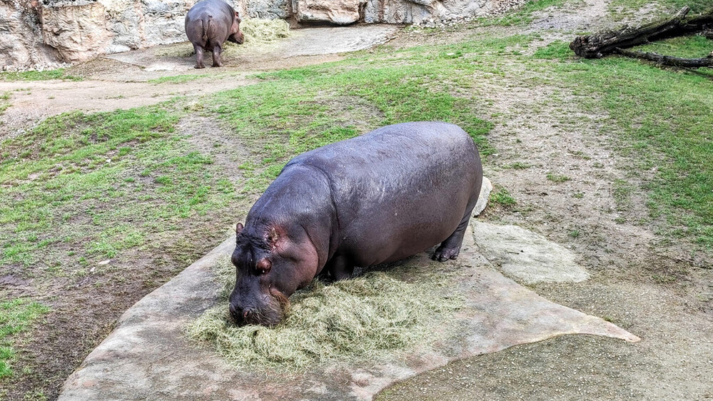 Zoom - Flusspferde
Manni
Schlüsselwörter: ZOOM Erlebniswelt; Gelsenkirchen;