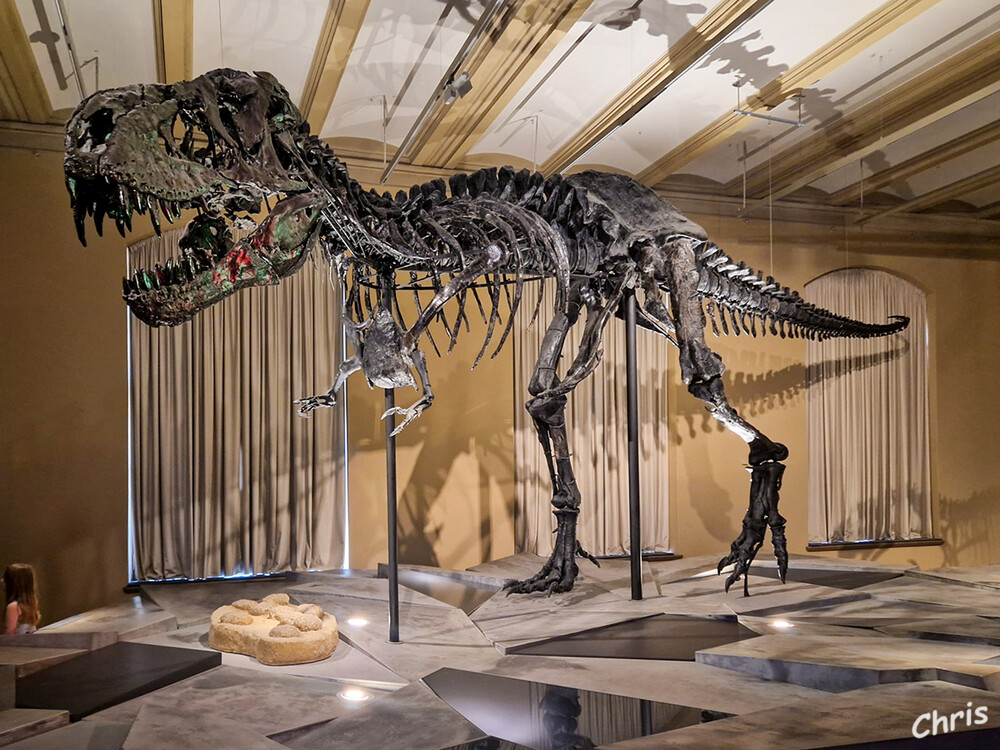 Naturkundemuseum
Tristan, das Originalskelett des weltbekannten Tyrannosaurus-Rex laut visitberlin
Schlüsselwörter: Berlin