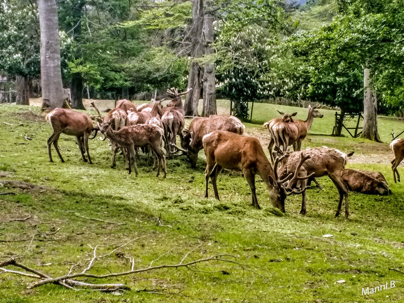 Wildpark Edersee
auch WildtierPark Edersee genannt, ist ein 1970 eröffneter und etwa 80 ha großer Wildpark am Edersee bzw. Kellerwald im Landkreis Waldeck-Frankenberg, Hessen. laut Wikipedia
Schlüsselwörter: Hessen