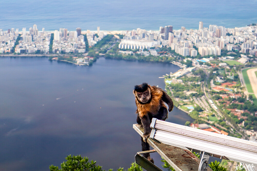 4 Brasilien - Auf dem Corcovado
Schlüsselwörter: Rio de Janeiro