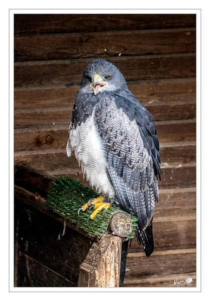 Kordillerenadler
Der Aguja (Geranoaetus melanoleucus, auch Blaubussard, Kordillerenadler oder die Aguja  von portugiesisch águia = Adler) ist eine Greifvogelart aus der Unterfamilie der Bussardartigen (Buteoninae). Er kommt entlang der Anden und in weiteren, klimatisch eher gemäßigten Teilen Südamerikas vor. Er bewohnt offene und halboffene Landschaften aller Art und besiedelt Bergregionen bis in Höhen von mindestens 3000 Metern. Die Beute besteht vor allem aus kleinen und mittelgroßen Säugetieren, aber auch Vögeln und Insekten. laut Wikipedia
Schlüsselwörter: Hellenthal; Adler