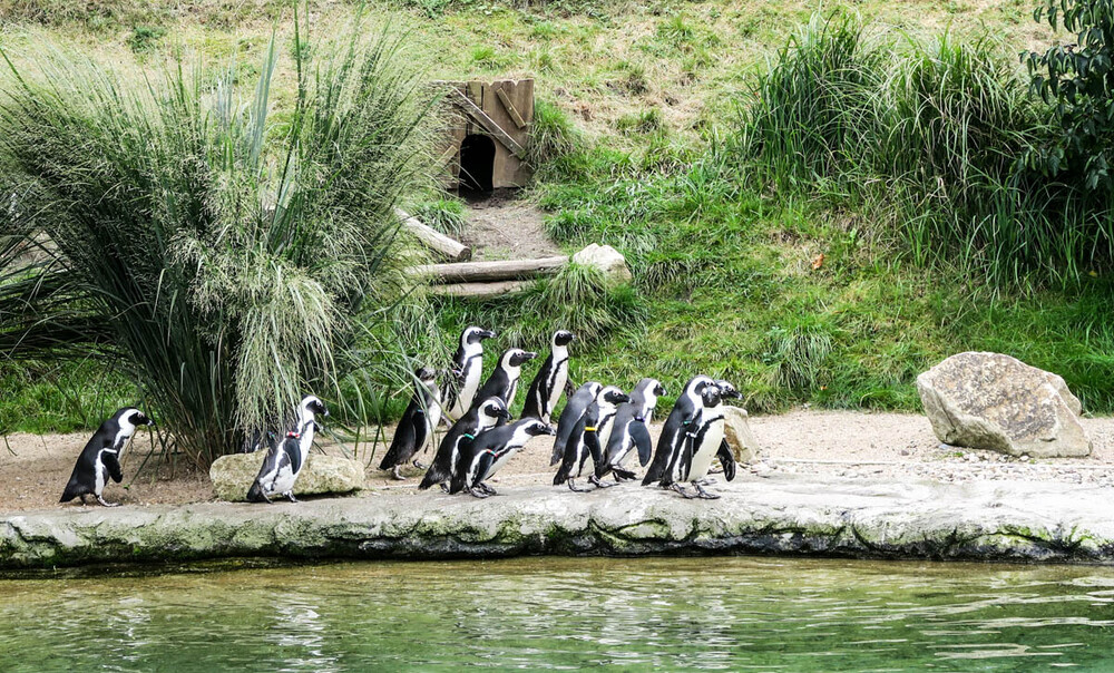 Zoom - Brillenpinguin
Karl-Heinz
Schlüsselwörter: ZOOM Erlebniswelt; Gelsenkirchen;